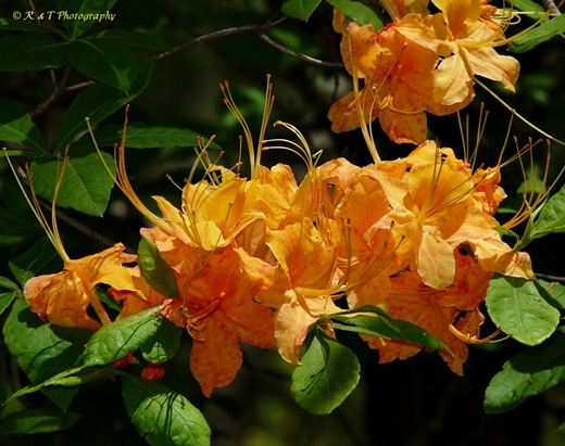 {Rhododendron calendulaceum}